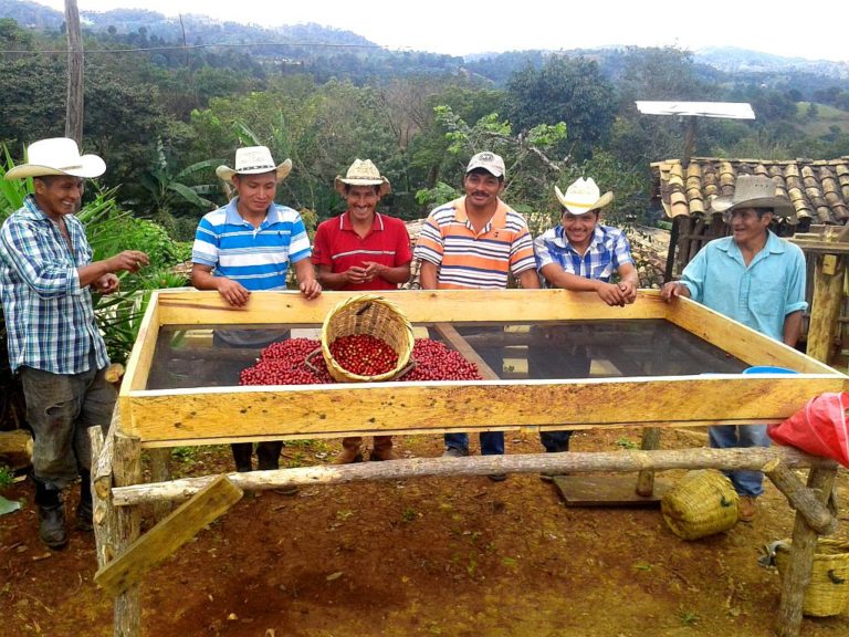 trockene Kaffeeaufbereitung in Honduras