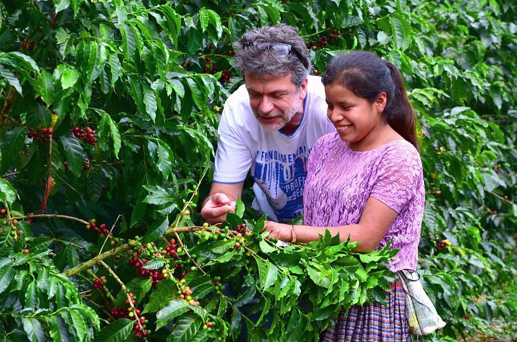 auf Flor del Rosario,Guatemala, bei der Begutachtung von Kaffeeskirschen direkt am Strauch