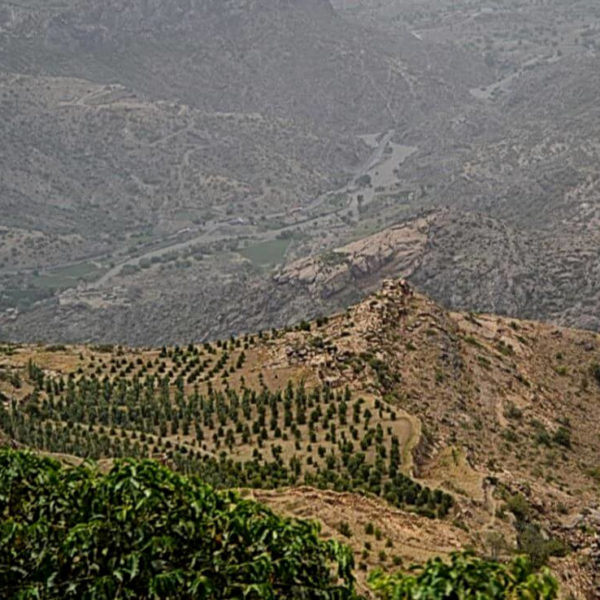 Eine Luftaufnahme in ein Tal. Auf einer Seite des flachen Berggipfels befindet sich eine Kaffeeplantage mit mehreren Bäumen. Die Kaffeebäume stehen einzeln.