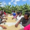 Eine gruppe von schwarzen Frauen steht um afrikanische Trockenbetten für Rohkaffee. Diese sind gefüllt mit frisch aufbereiteten, gewaschenen Rohkaffees