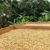 der Blick auf ein afrikanisches Trockenhochbett, indem gewaschener Kaffee zum Trocknen gelagert ist